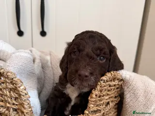 Cockapoo dogs Cockapoo puppies for sale - Advert 4