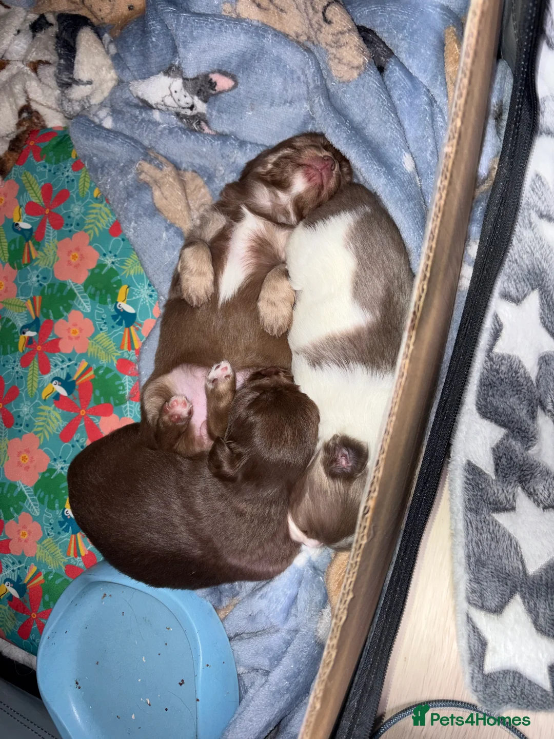 Chihuahua dogs for sale: One solid chocolate female chihuahua left!! ⭐️⭐️⭐️ - Advert 27