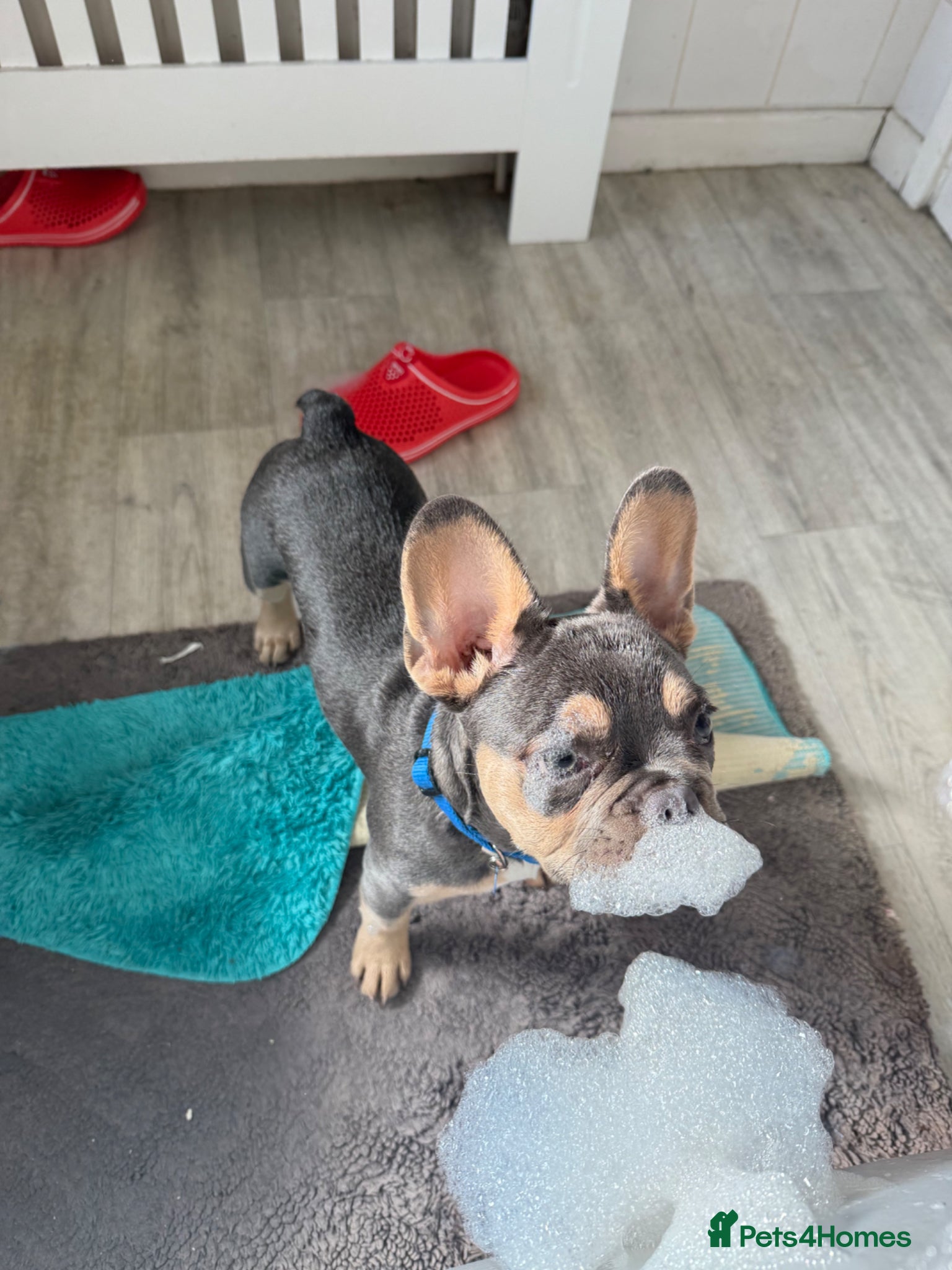 French Bulldog dogs 1yo male frenchie  - Advert 1