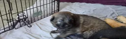 German Shepherd dogs for sale: Beautiful GSD puppies - Advert 32
