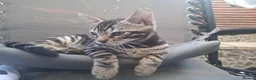 Bengal cats for sale: Stunning and sweet  bengal kittens - Advert 12