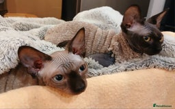 Sphynx cats for sale: Silver elf and black little babies - Image 8