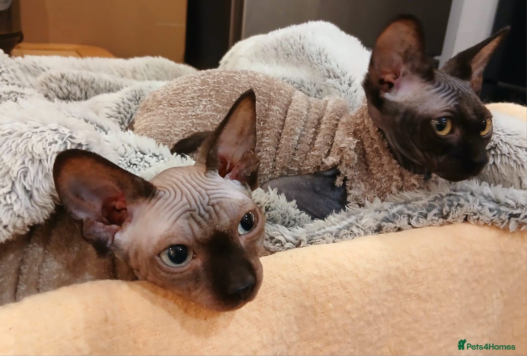Sphynx cats for sale: Silver elf and black little babies - Image 8
