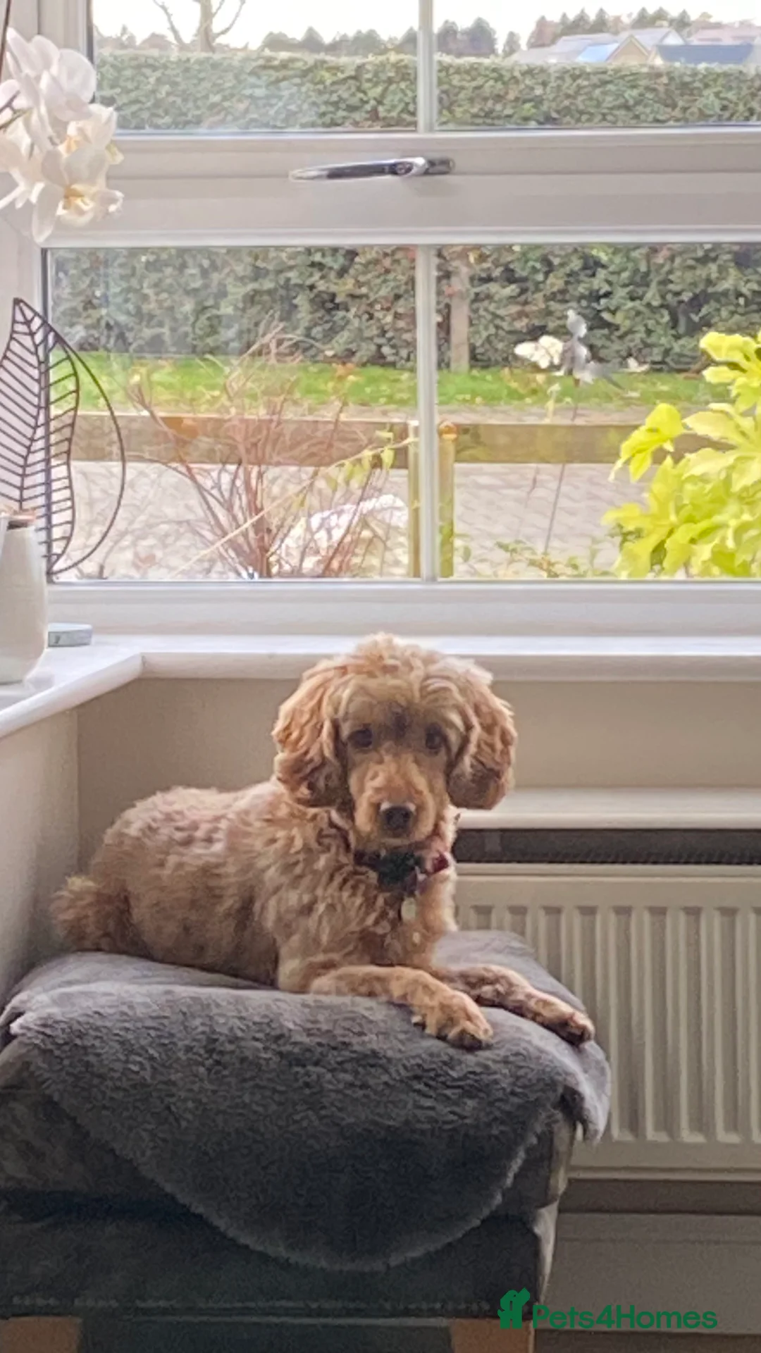 Cockapoo dogs for stud: BAXTER Makes Beautiful Babies 🐾 in Haddington - Advert 6