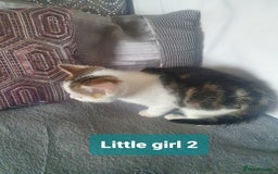 Mixed Breed cats for sale: 2 Fluffy Boys and 3 Gorgeous Girls READY NOW - Image 10