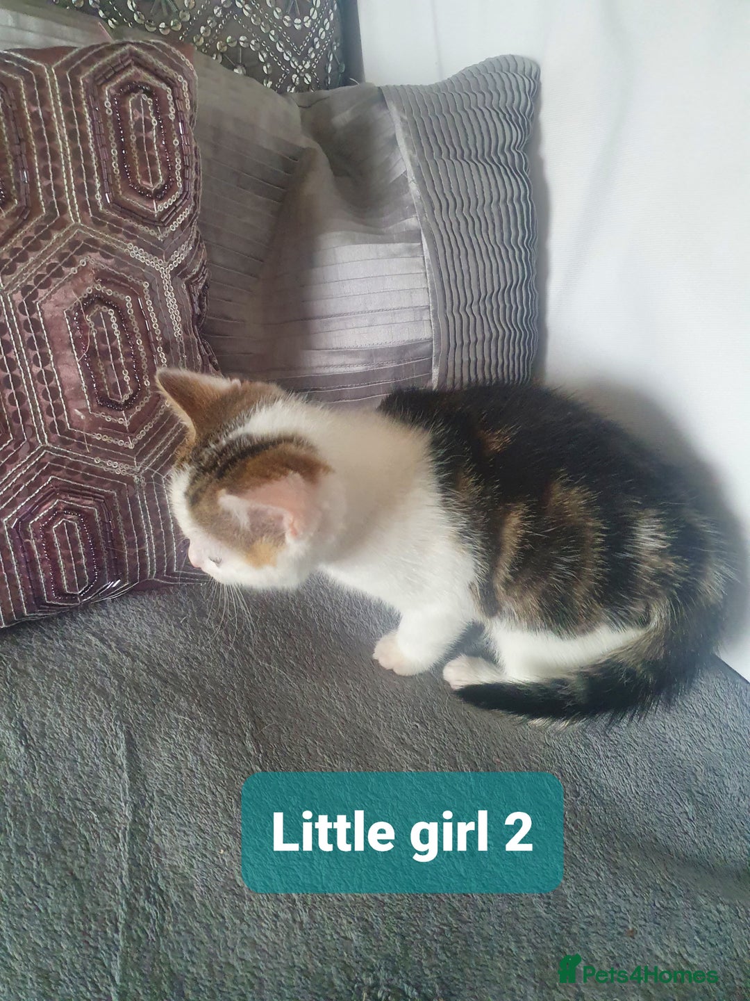 Mixed Breed cats for sale: 2 Fluffy Boys and 3 Gorgeous Girls READY NOW - Image 10
