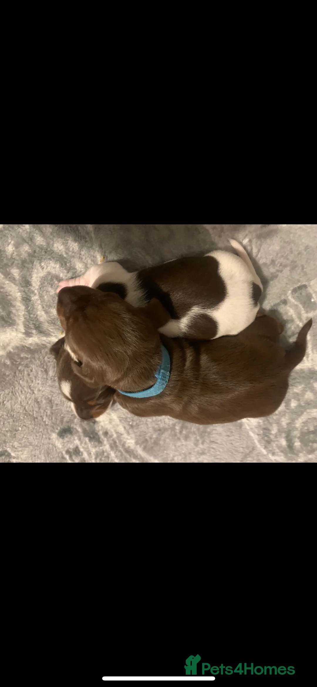 Miniature Dachshund dogs for stud: KC Miniature Dachshund in Liverpool - Advert 10