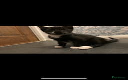 Mixed Breed cats for sale: 5 beautiful kittens ready for their forever home  - Image 18