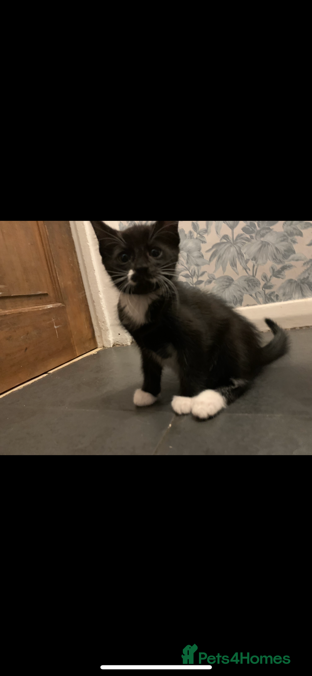 Mixed Breed cats for sale: 5 beautiful kittens ready for their forever home  - Image 18