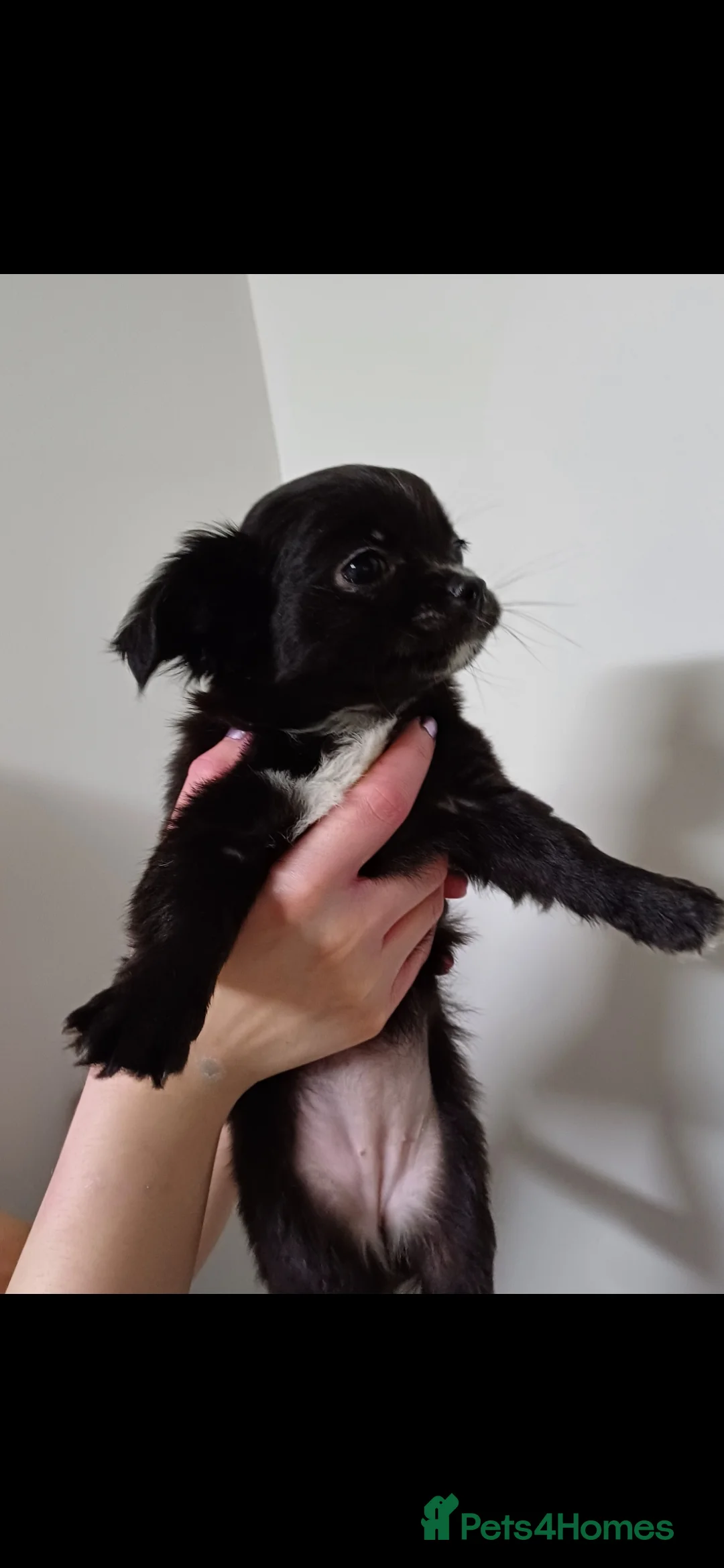Chihuahua dogs for sale:  **  chihuahua puppies  - Advert 4