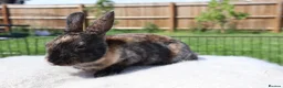 Rex rabbits for sale: Beautiful Mini Rex, Harlequin & Tri Colour - Advert 6