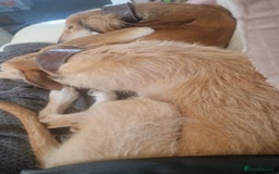 Saluki dogs for sale: 3 year old saluki girl - Image 3