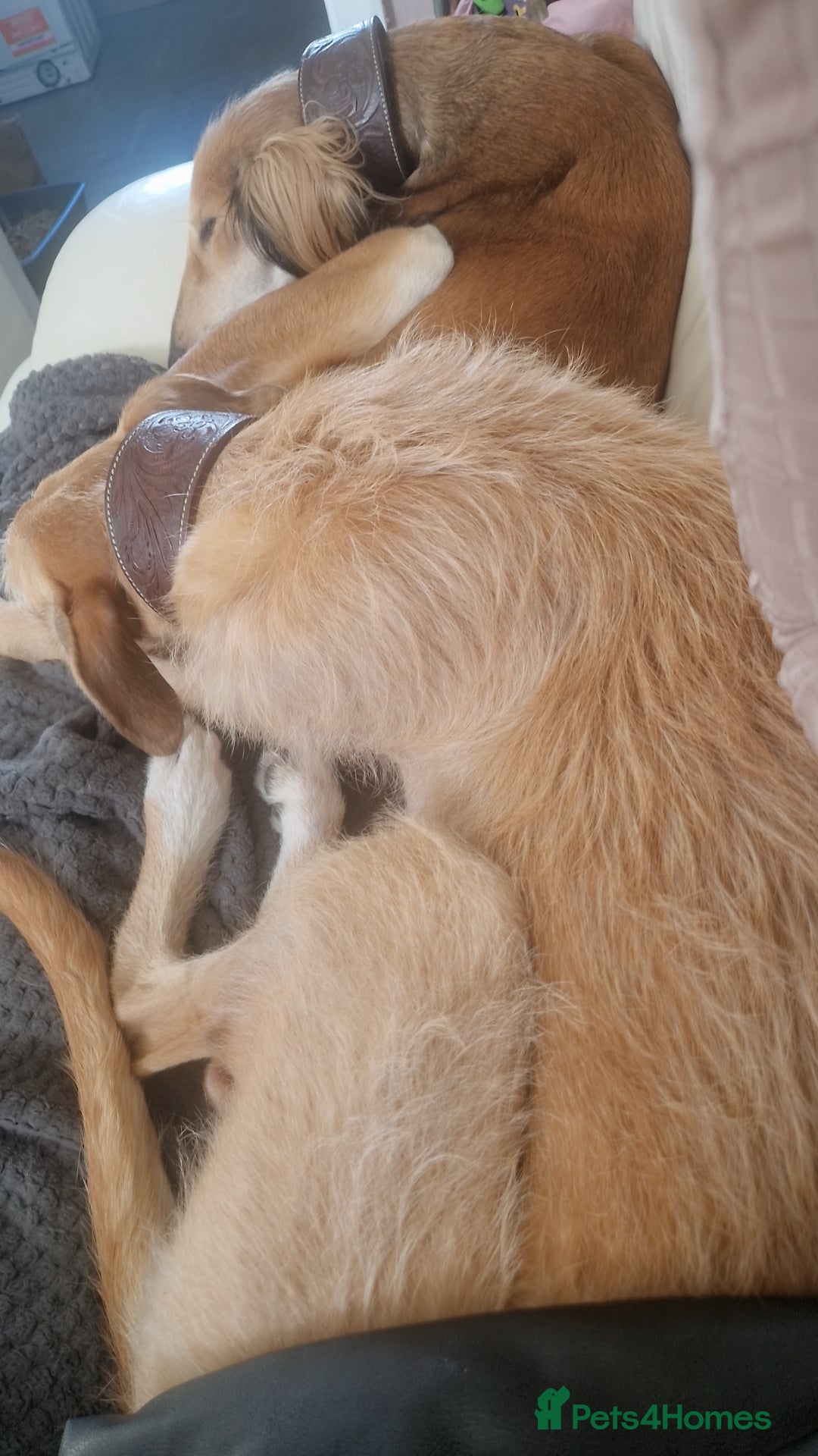 Saluki dogs for sale: 3 year old saluki girl - Image 3