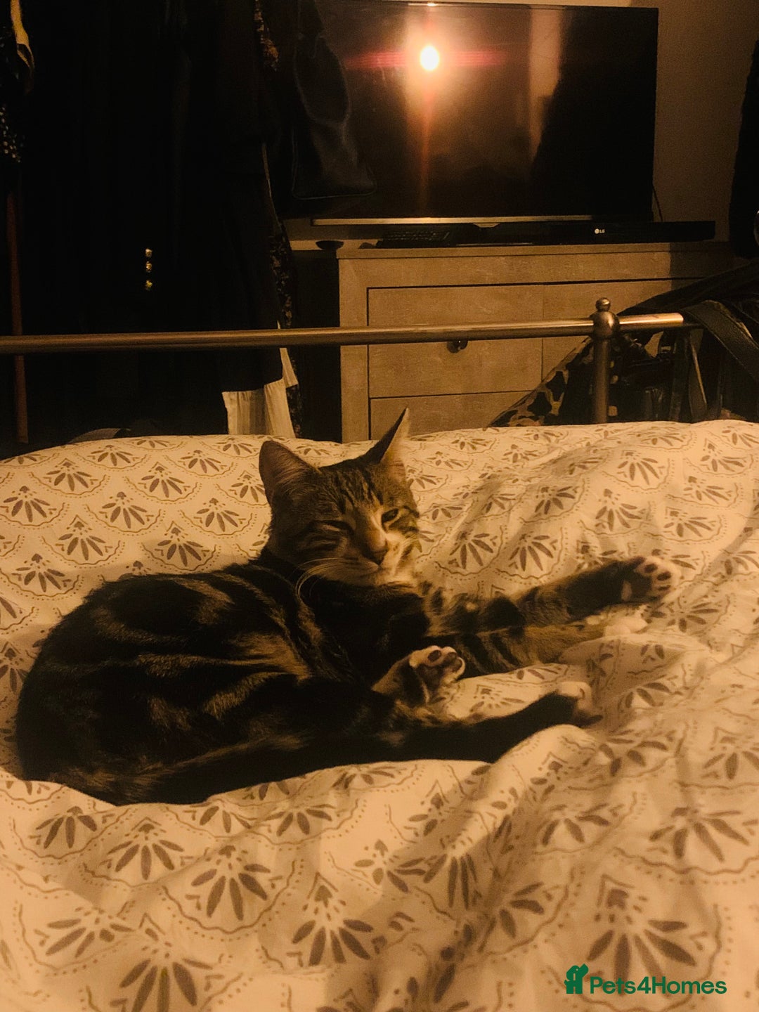 Bengal cats for sale: Gorgeous Tabby / Bengal Cat - Super Friendly  - Image 8