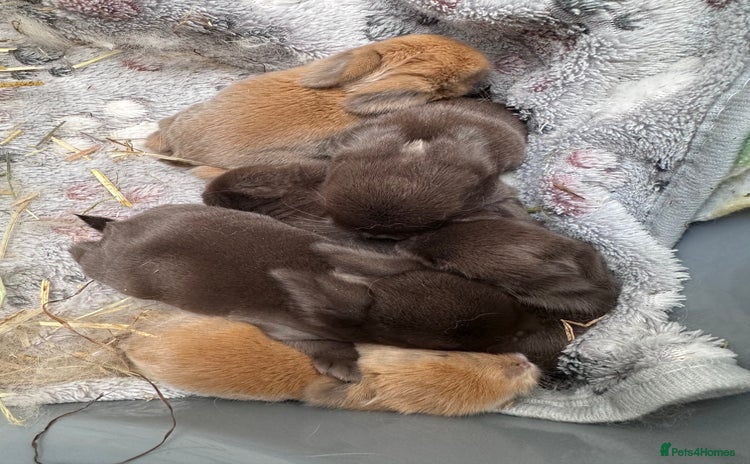 Mini Lop rabbits - Advert 8