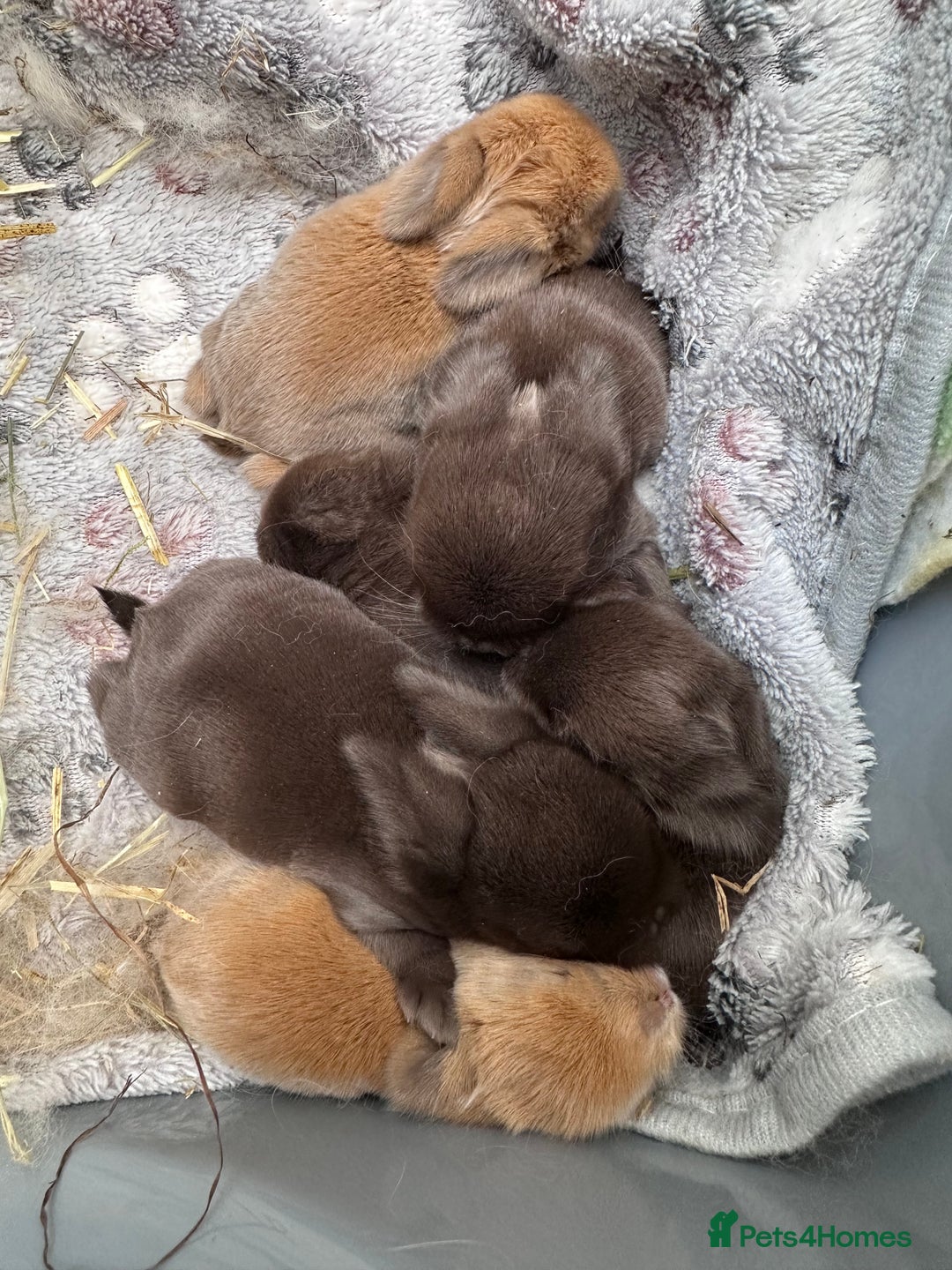 Mini Lop rabbits for sale: Beautiful mini lops *21st september*  - Image 1