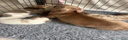 Miniature Dachshund dogs for sale: Beautiful miniature dachshund  in Wigan - Advert 5