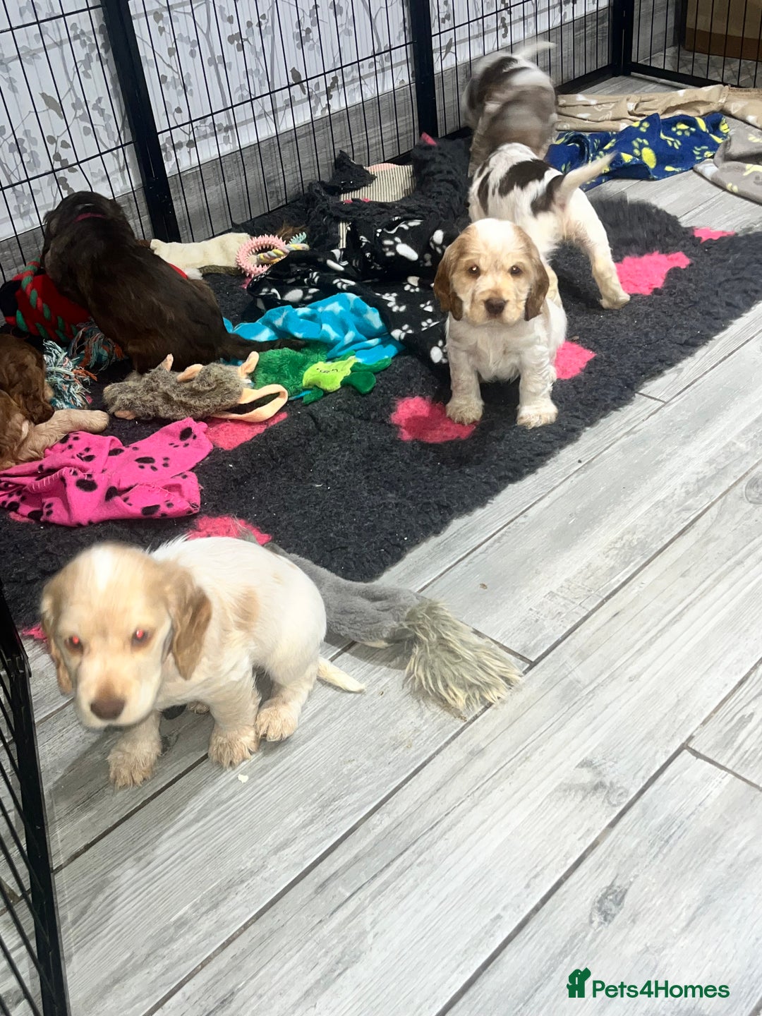 Cocker Spaniel dogs for sale: Cocker Spaniel Puppies - Advert 7