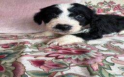 Bordoodle dogs for sale: Adorable Bordoodle (collie-poo) pups for sale  - Image 11
