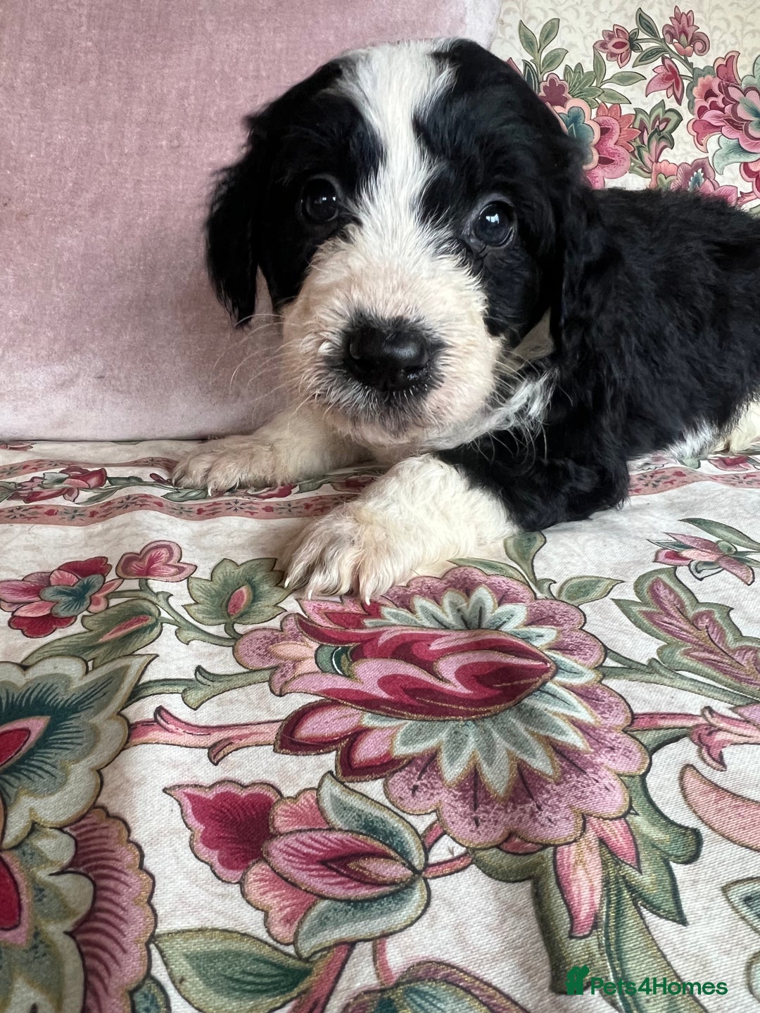 Bordoodle dogs for sale: Adorable Bordoodle (collie-poo) pups for sale  - Image 11