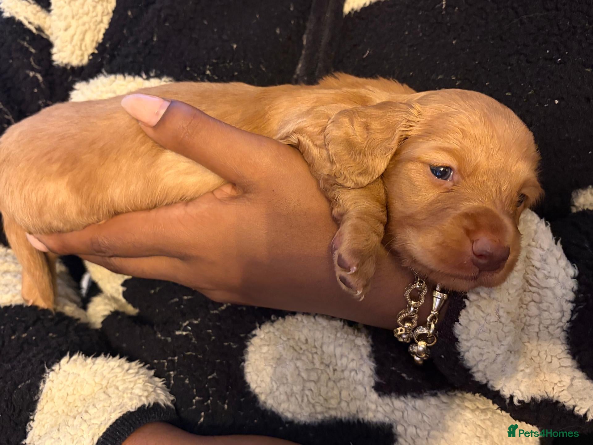 Miniature Dachshund dogs for sale: KC Long Haired Mini Dachshund - Cream/Red/Black - Advert 19