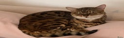 Bengal cats for sale: Beautiful Pedigree Bengal  –  Forever Home Wanted - Advert 4