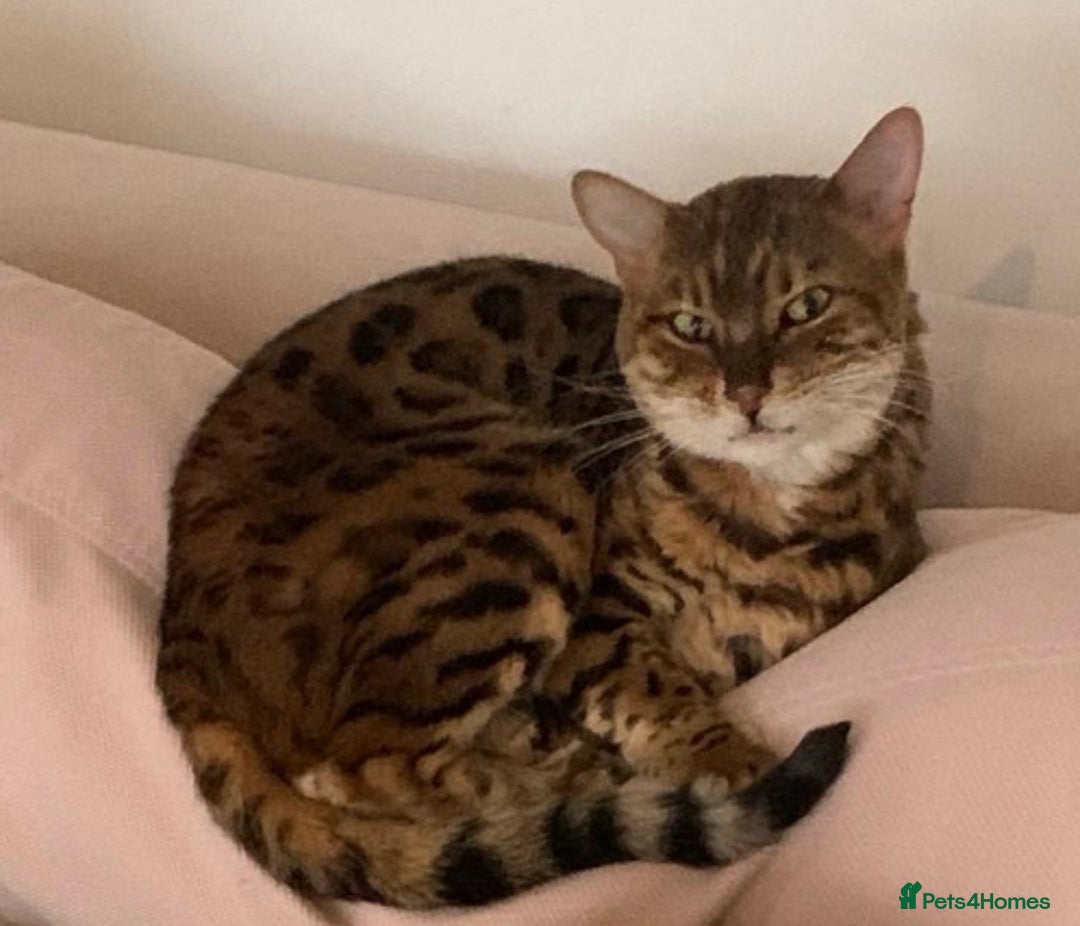 Bengal cats for sale: Beautiful Pedigree Bengal  –  Forever Home Wanted - Advert 4