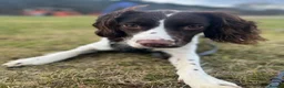 English Springer Spaniel dogs for sale: KC registered Springer Spaniel Puppies in Beauly - Advert 8