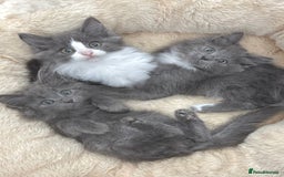 Mixed Breed cats for sale: BEAUTIFUL FLUFFY GREY KITTENS   - Image 11