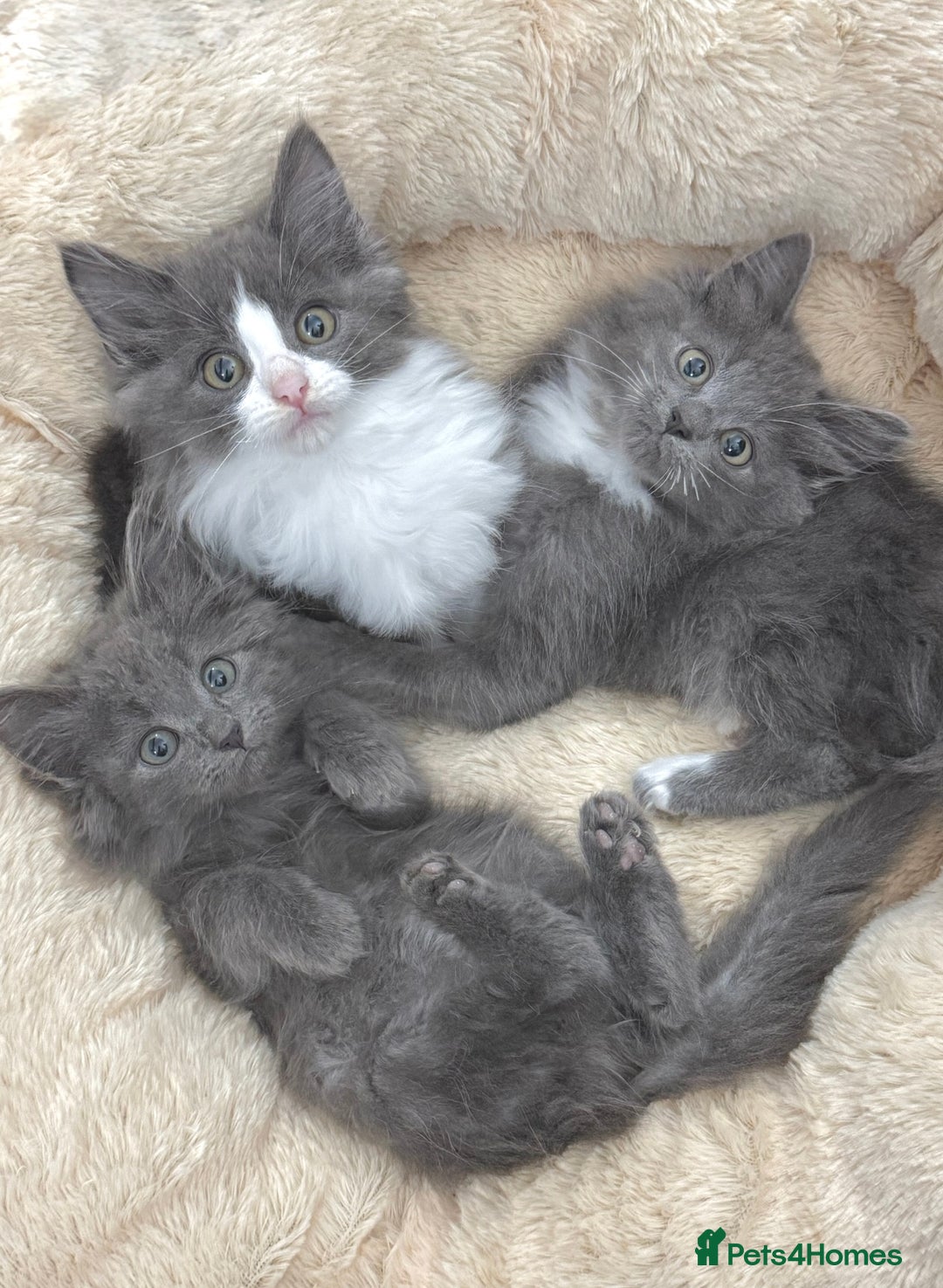Mixed Breed cats for sale: BEAUTIFUL FLUFFY GREY KITTENS   - Image 11