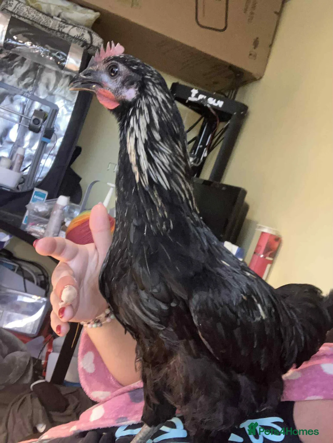 Mixed Breed birds for sale: URGENT HOME REQUIRED - Advert 2