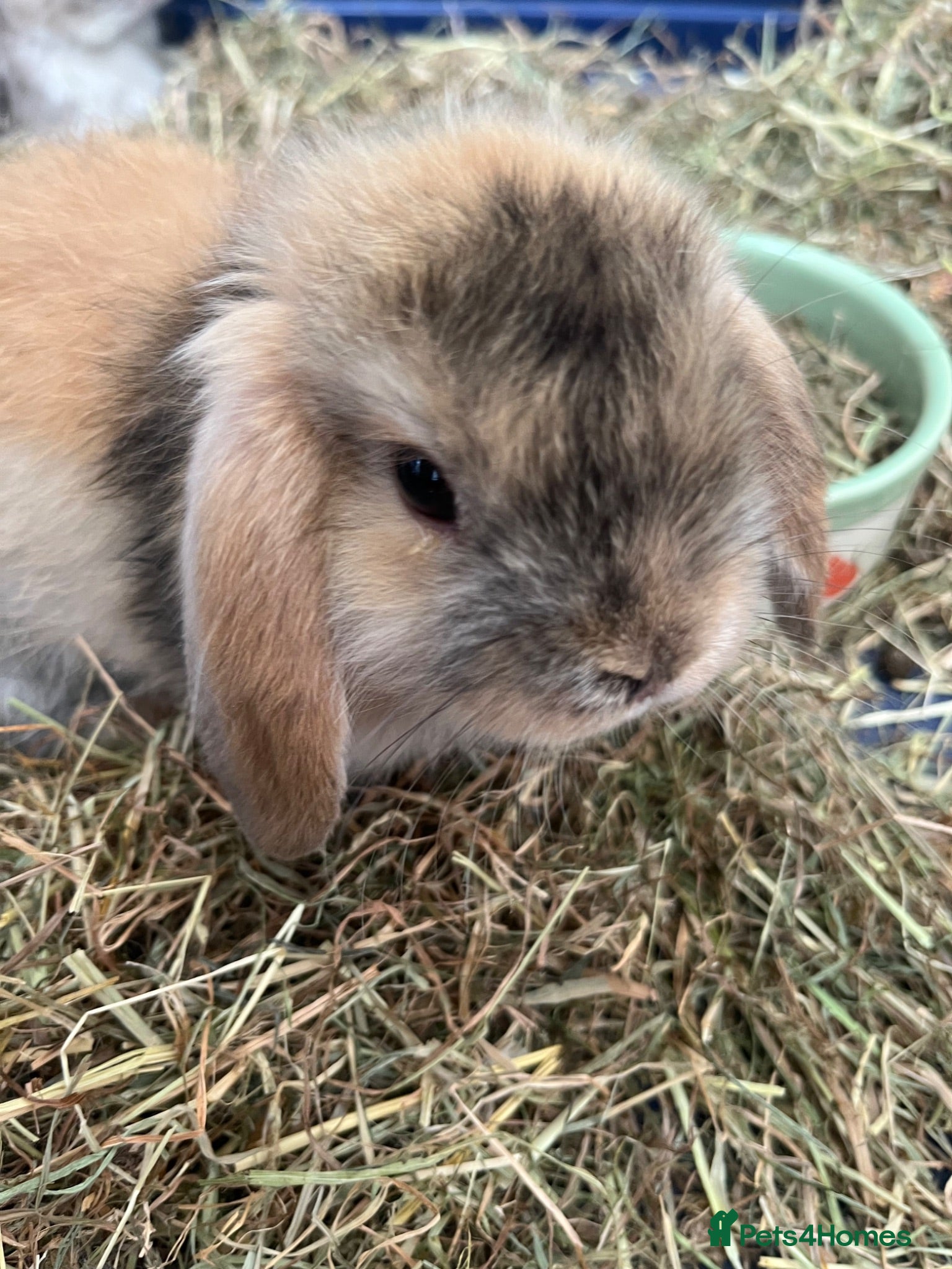 Mini Lop rabbits Gorgeous Mini Lop Bunnies - Advert 3