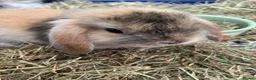 Mini Lop rabbits for sale: Gorgeous Mini Lop Bunnies - Advert 2