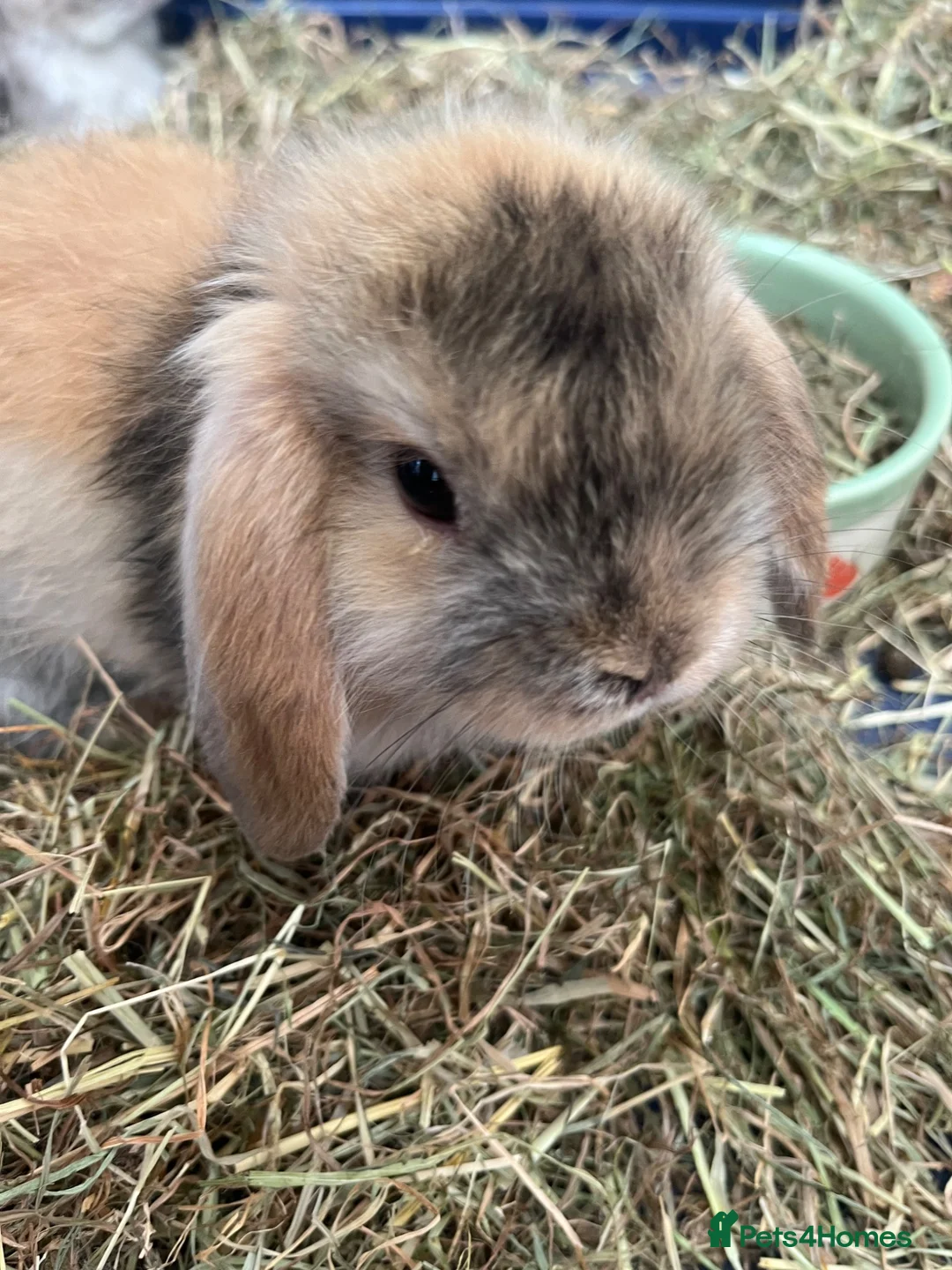 Mini Lop rabbits for sale: Gorgeous Mini Lop Bunnies - Advert 2