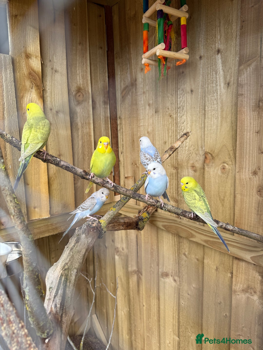 Budgerigars birds for sale: 10 week old budgies for sale.  - Image 2