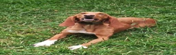 Mixed Breed dogs for adoption: Rubia in Penryn - Advert 3