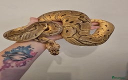 Python Snake reptiles for sale: Ball pythons - Image 14