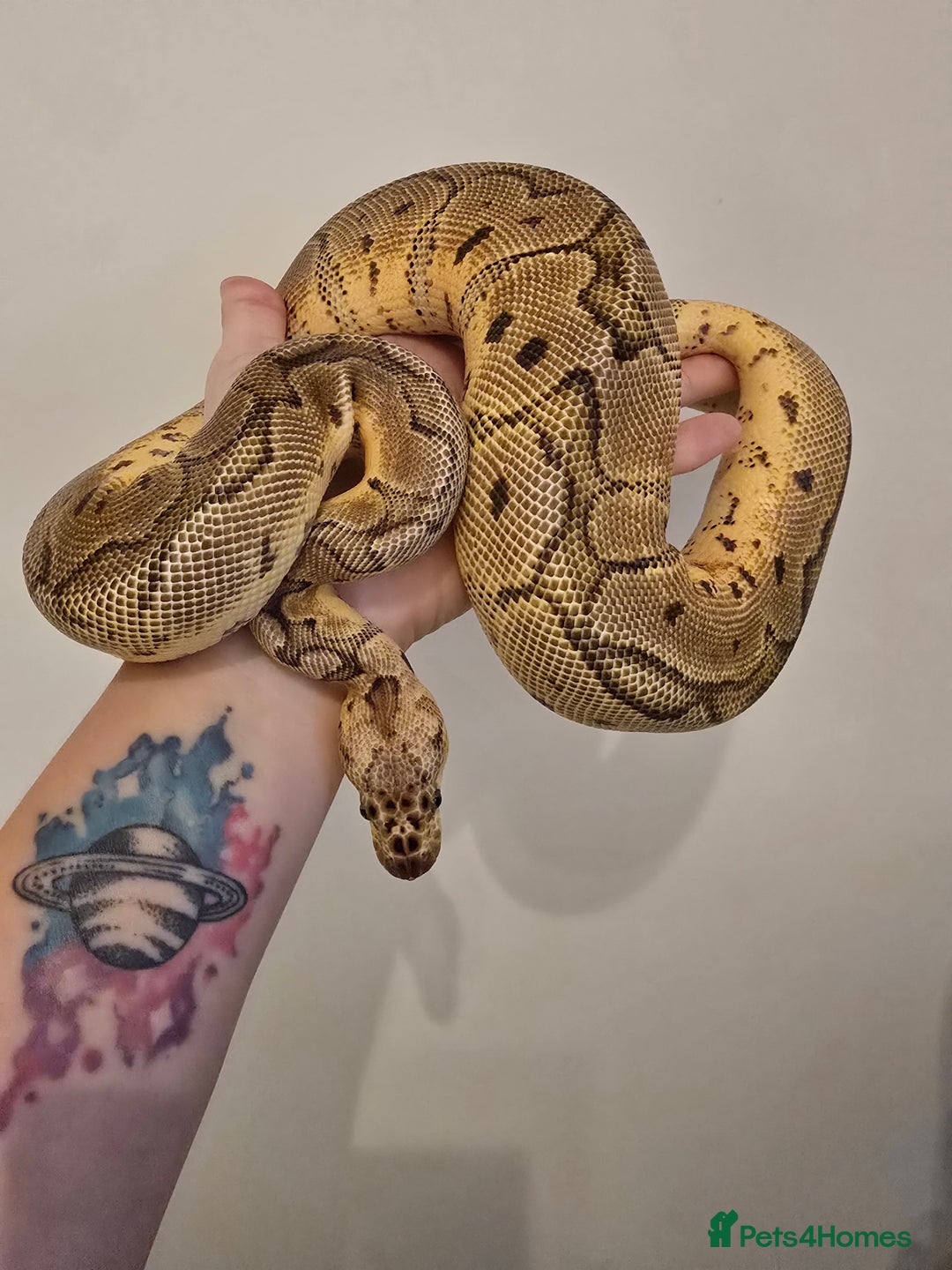 Python Snake reptiles for sale: Ball pythons - Image 14