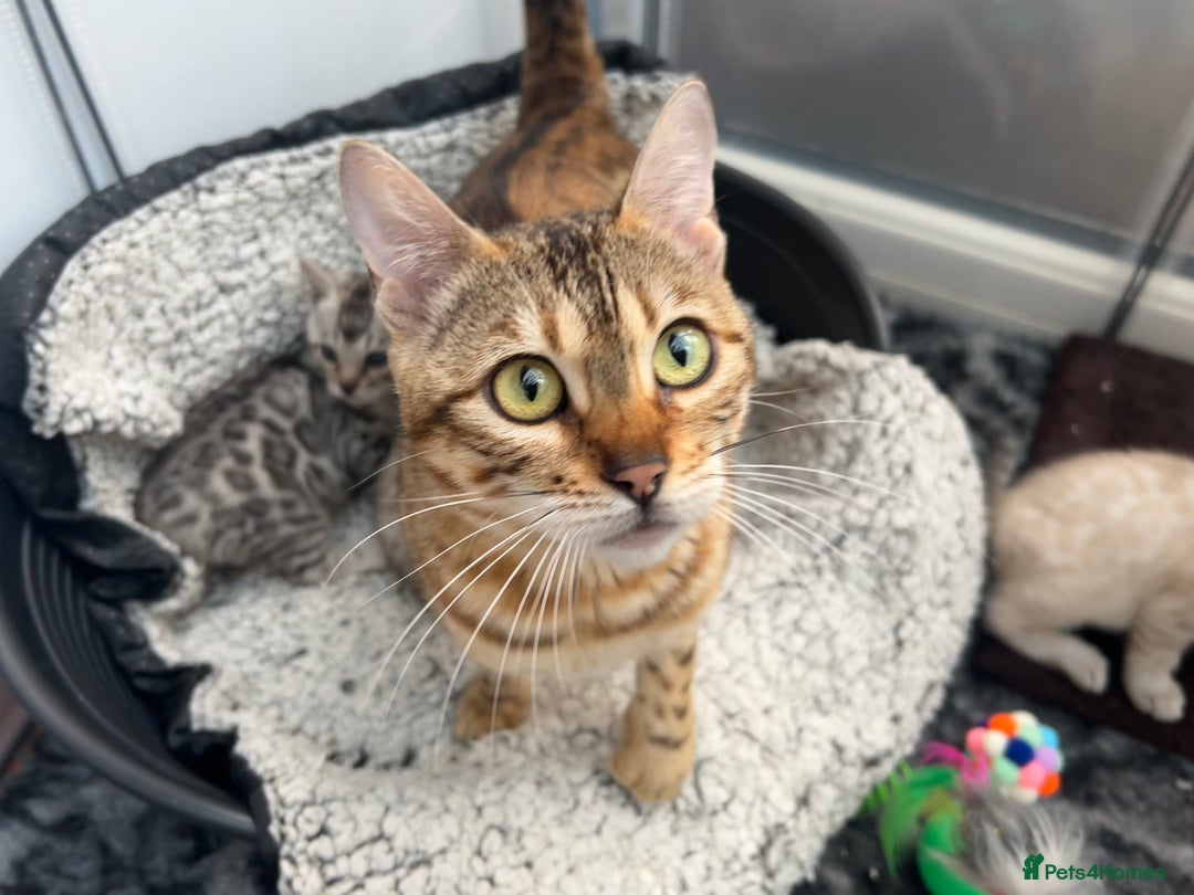 Bengal cats for sale: Two incredibly friendly TICA reg kittens  in Darwen - Image 31