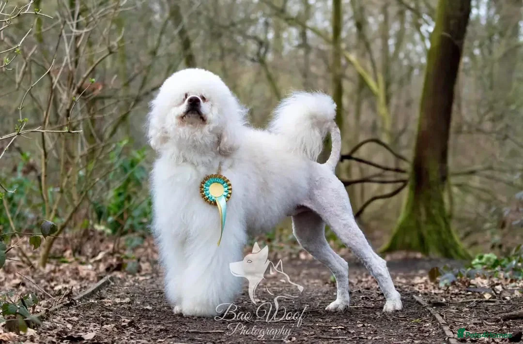 Portuguese Water Dog dogs for sale: Portuguese water dog - Advert 4