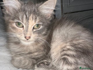 Mixed Breed cats 3 Stunning female kittens ready for their new home - Advert 3