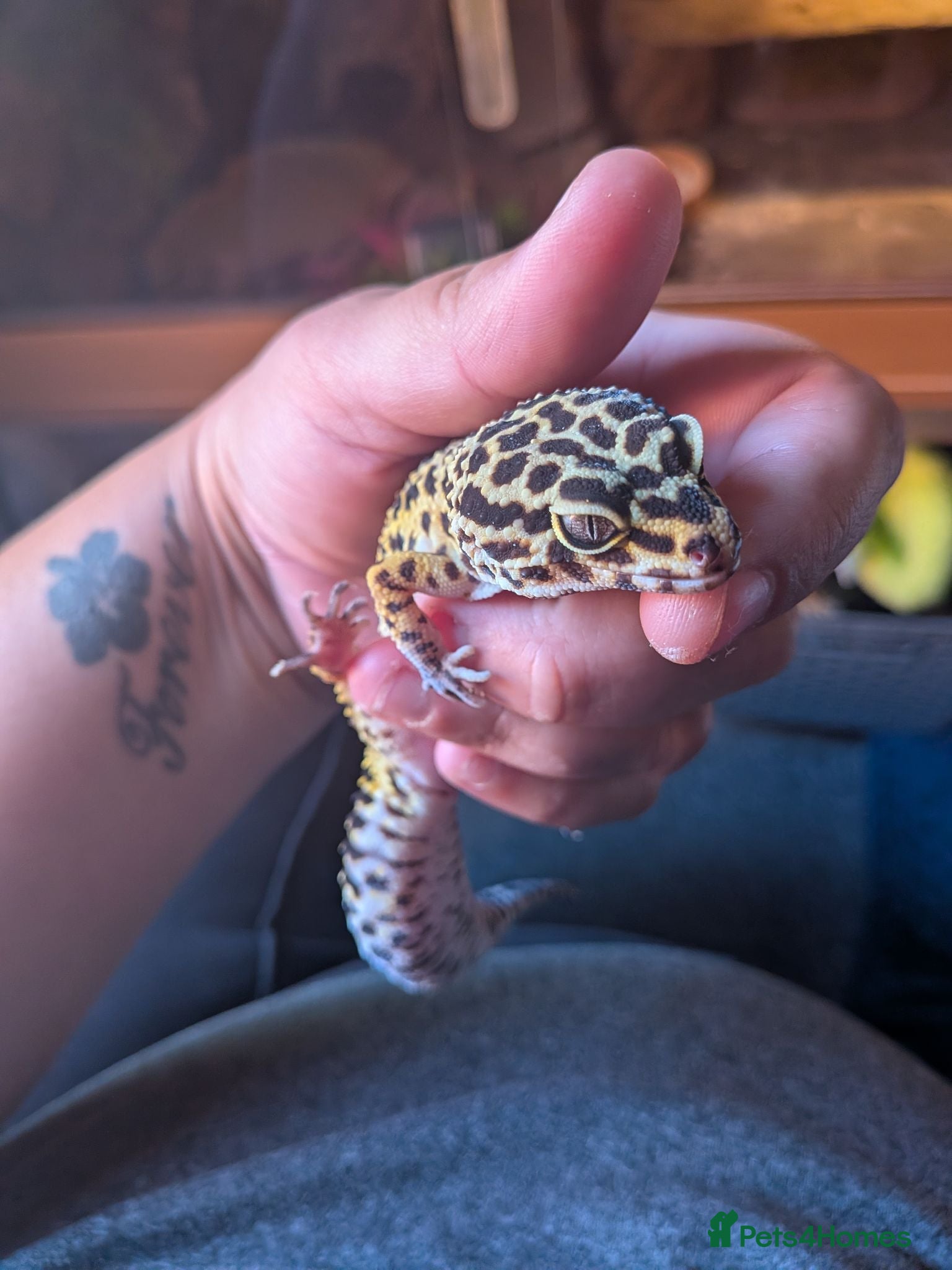 Leopard Gecko reptiles Leopard gecko 8 years old and full set up  - Advert 1