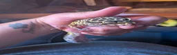 Leopard Gecko reptiles for sale: Leopard gecko 8 years old and full set up  - Advert 1