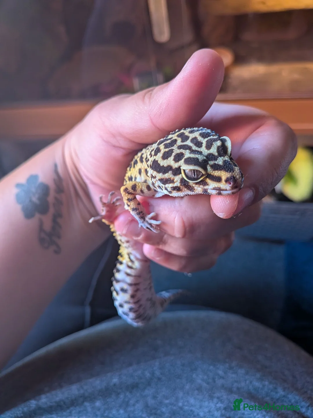 Leopard Gecko reptiles for sale: Leopard gecko 8 years old and full set up  - Advert 1