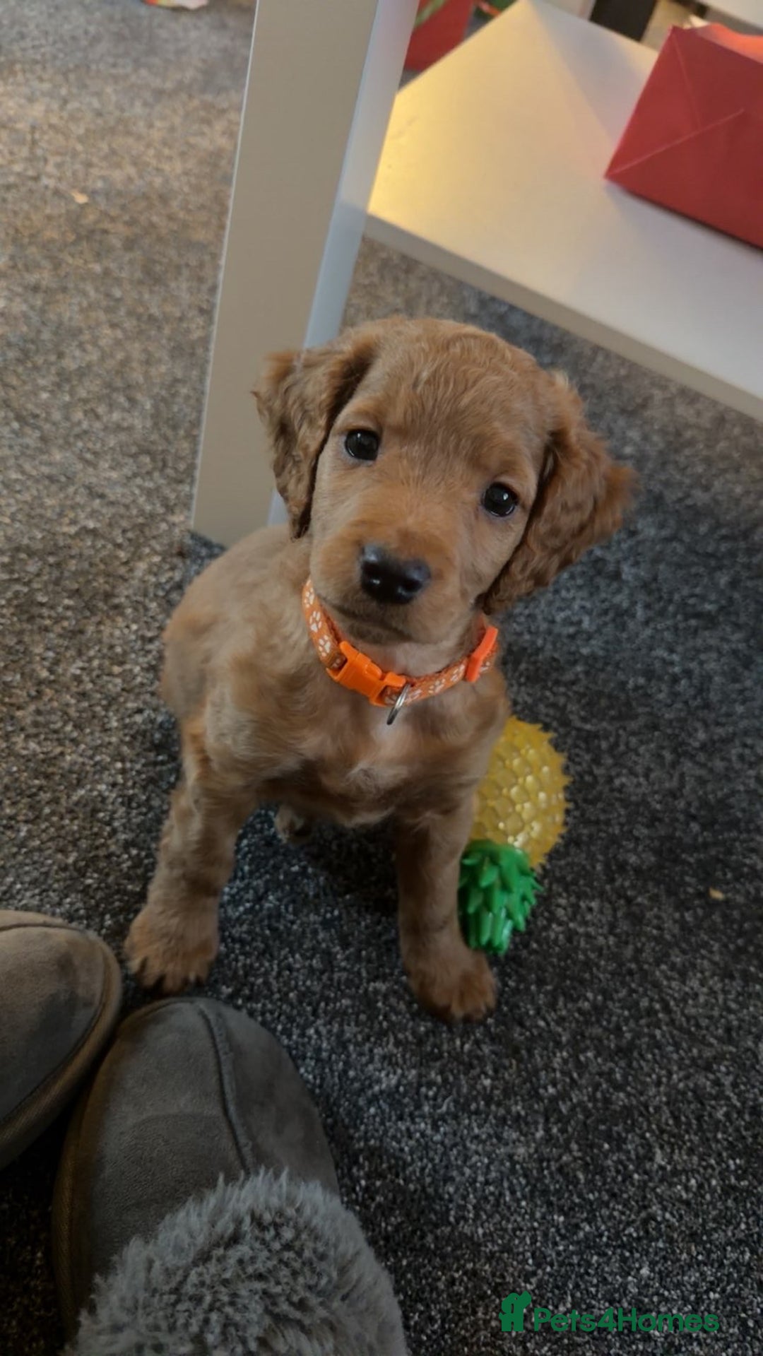 Cockapoo dogs for sale: Male cockapoo - Advert 3