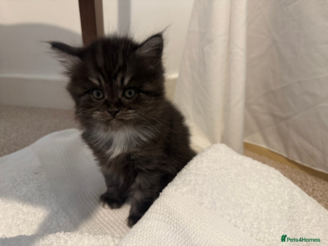 Mixed Breed cats for sale: Half blood British Shorthair Kittens - Advert 7