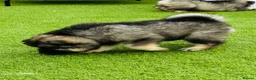 Eurasier dogs for sale: Eurasier Puppies - Kennel Club Registered  - Advert 7