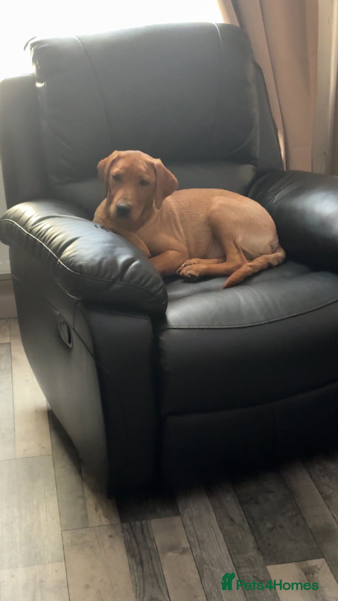 Labrador Retriever dogs for sale: MALE LABRADOR PUPPY FOR SALE  - Advert 2