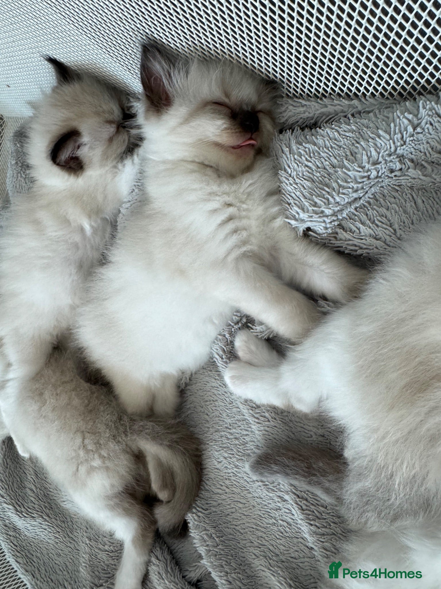 Ragdoll cats Beautiful Ragdoll Kittens - Advert 1