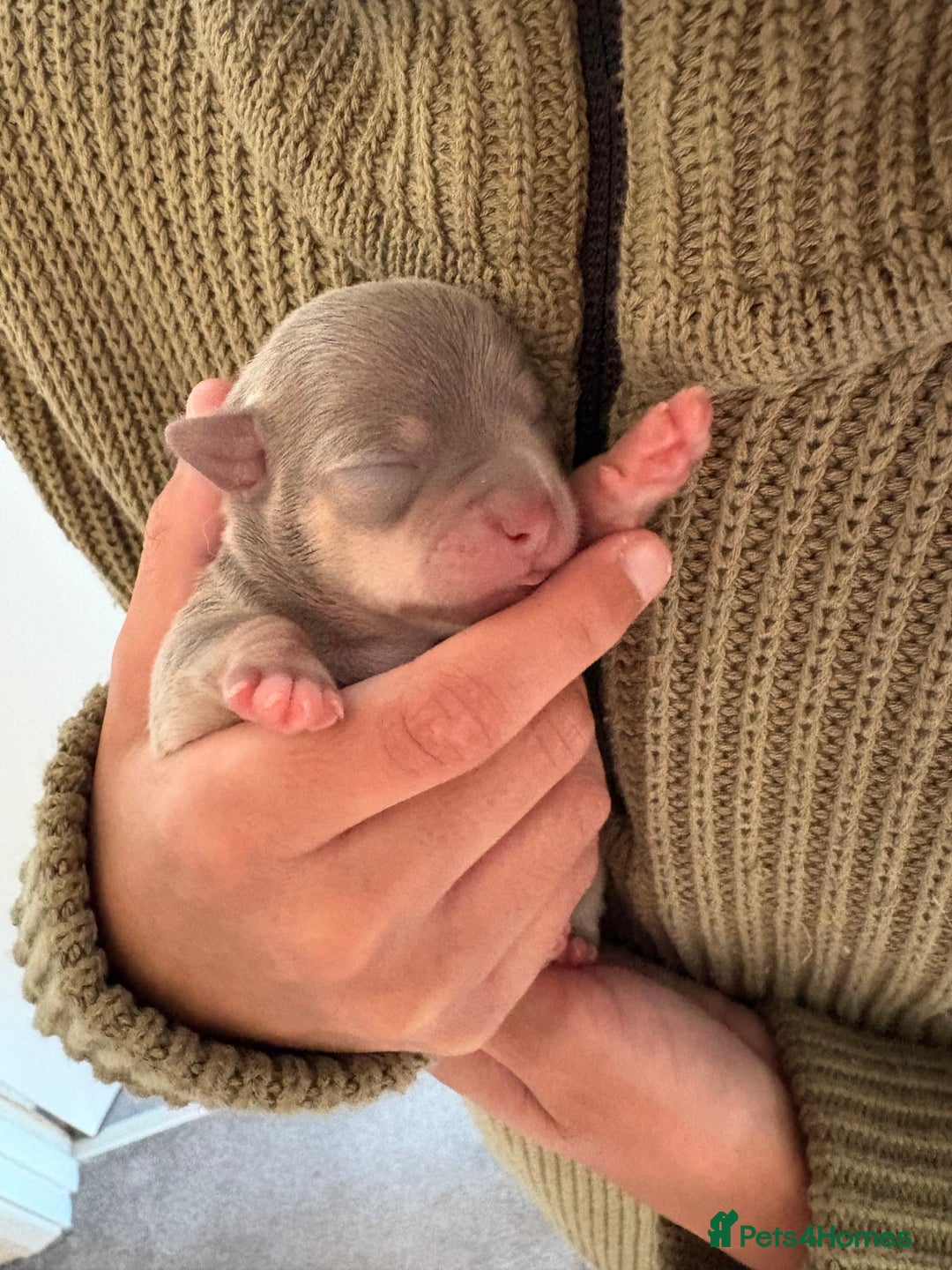 Chihuahua dogs for sale: Stunning Chihuahua Puppies!!  - Advert 7